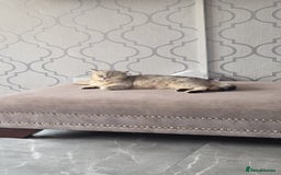 British Shorthair cats for sale: Norwegian forest cat x - Image 22