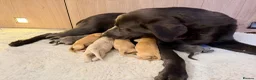 Labrador Retriever dogs for sale: Labrador puppies  - Advert 7