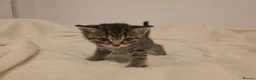 Mixed Breed cats for sale: British shorthair cross  in Gainsborough - Advert 2