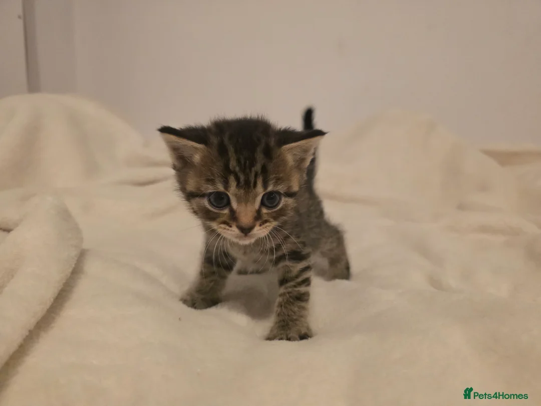 Mixed Breed cats for sale: British shorthair cross  in Gainsborough - Advert 2