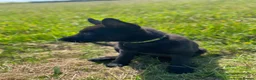 German Shepherd dogs for sale: Working-Line German Shepherd Puppies - Cornwall - Advert 4
