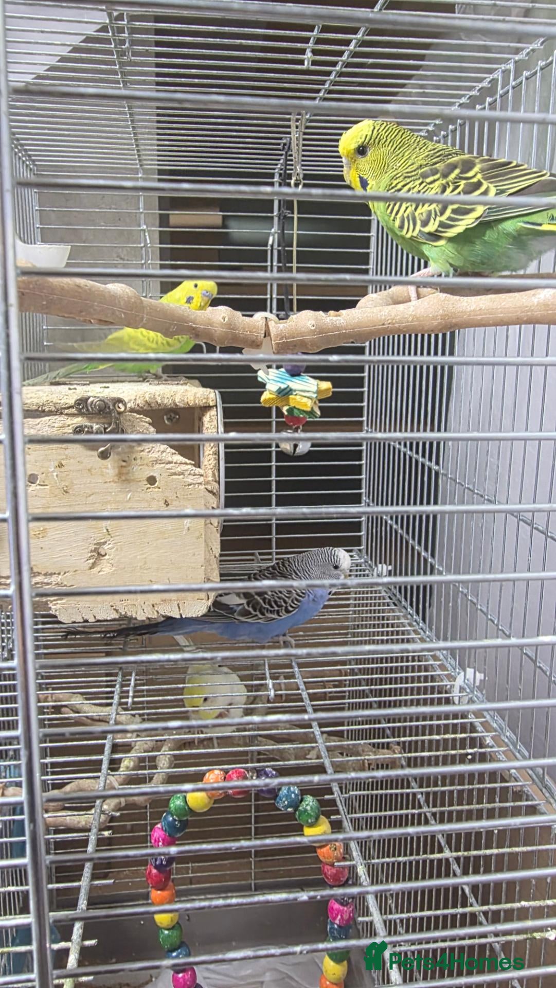 Budgerigars birds Budgies for Sales  - Advert 2