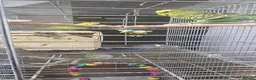 Budgerigars birds for sale: Budgies for Sales  in London - Advert 2