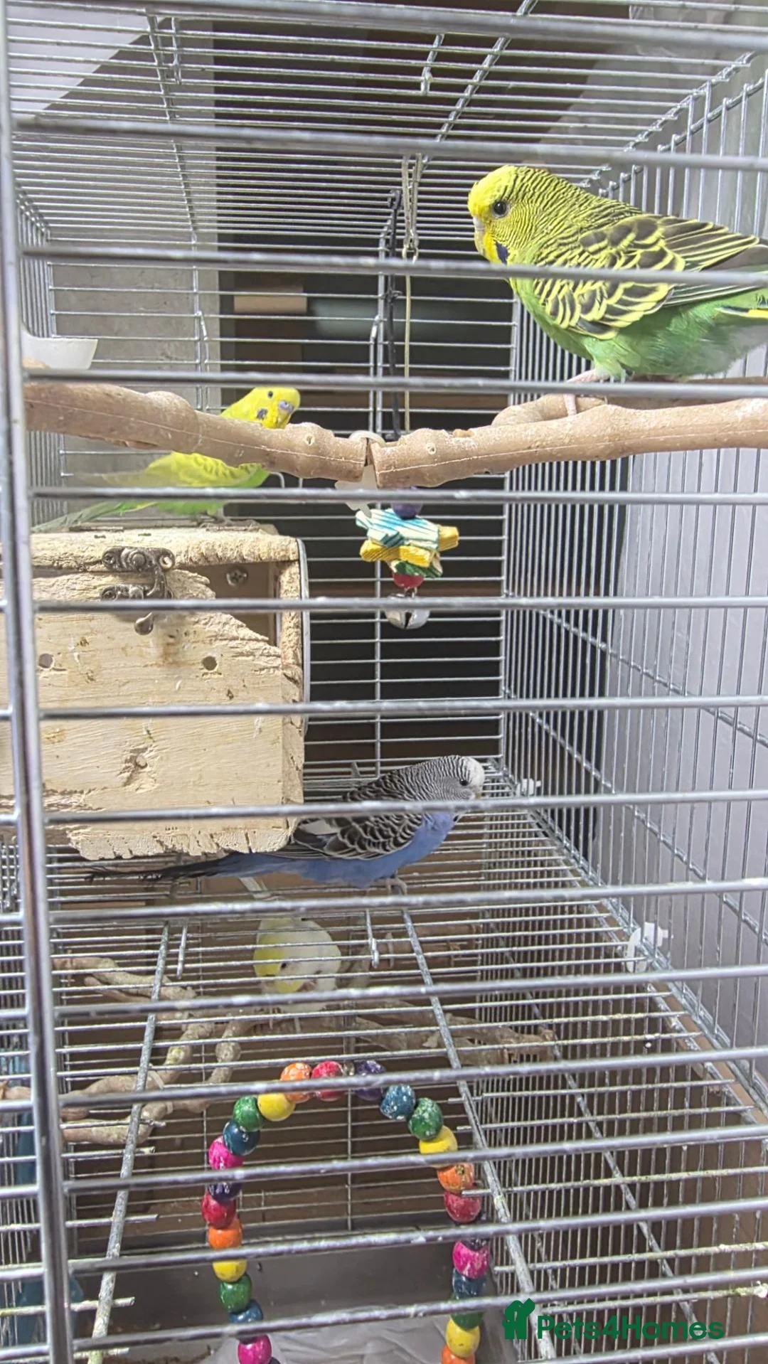 Budgerigars birds for sale: Budgies for Sales  in London - Advert 2