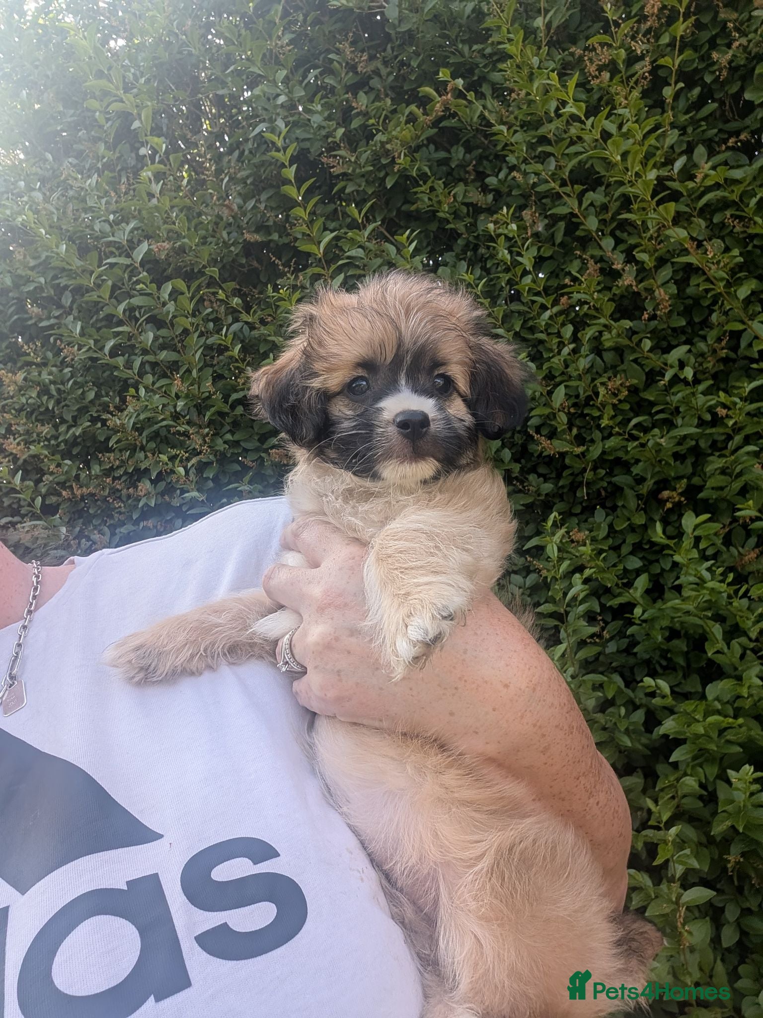 Mixed Breed dogs Shipoochis ready now 1 left - Advert 12