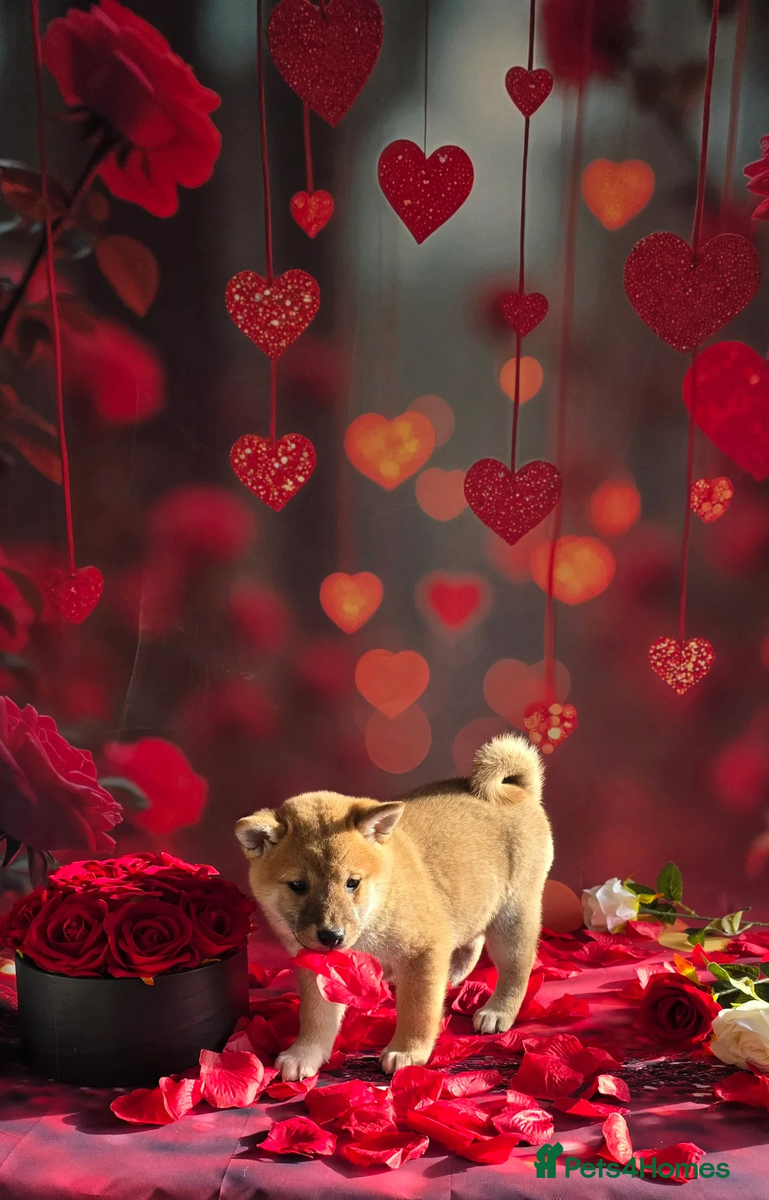 Japanese Shiba Inu dogs for sale: Outstanding Japanese Shiba Inu - Advert 27