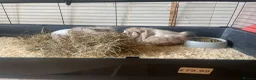 Guinea Pig rodents for sale: 2 female guinepigs  - Advert 4