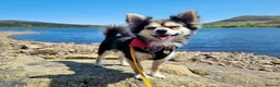 Chihuahua dogs for stud: Long coat Chihuahua - Riley - For Stud Only - Advert 2