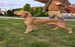Hungarian Vizsla dogs for stud: Gamekeeper owned working wirehaired vizsla - Advert 5