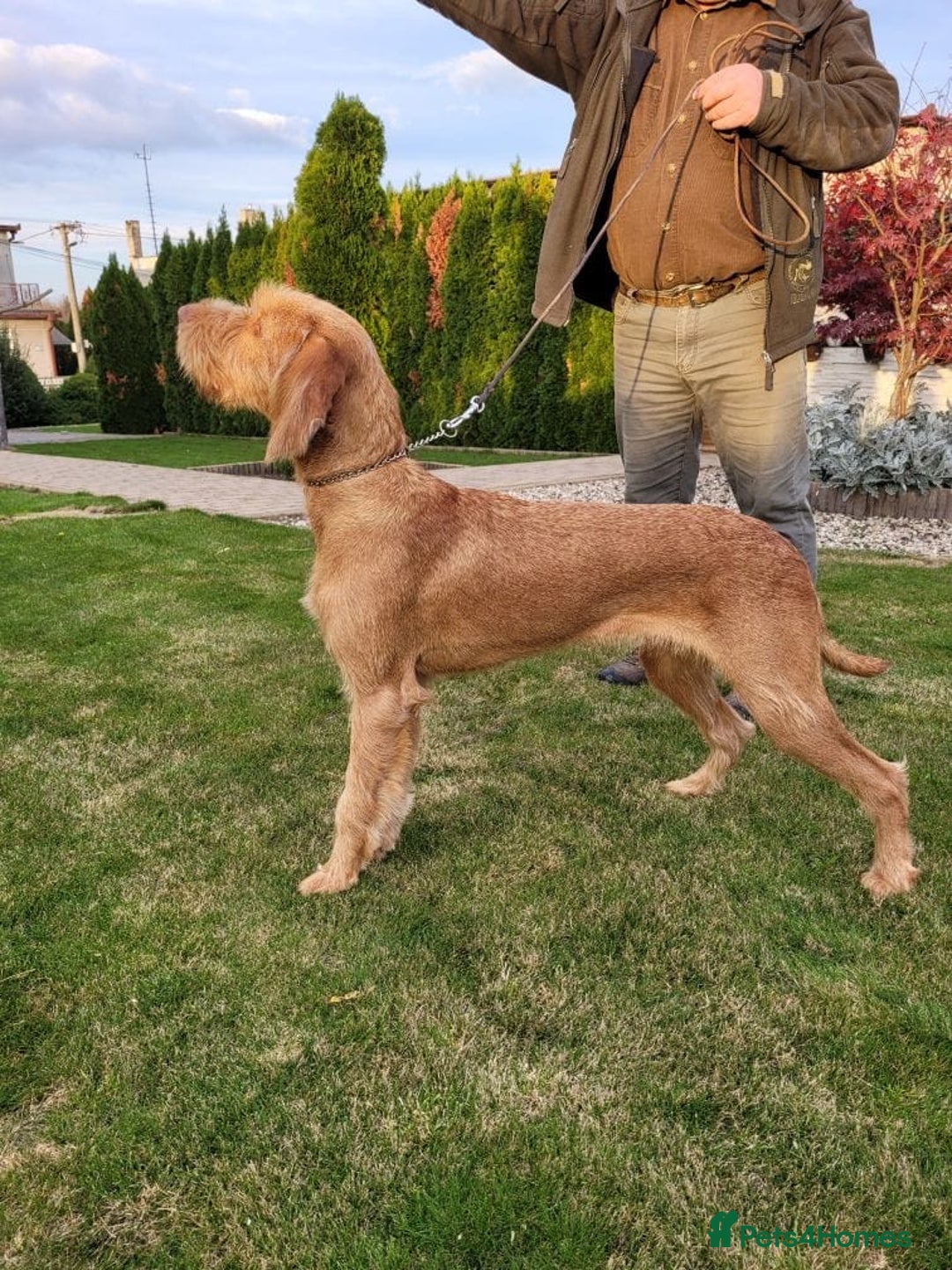 Hungarian Vizsla dogs for stud: Gamekeeper owned working wirehaired vizsla - Advert 5