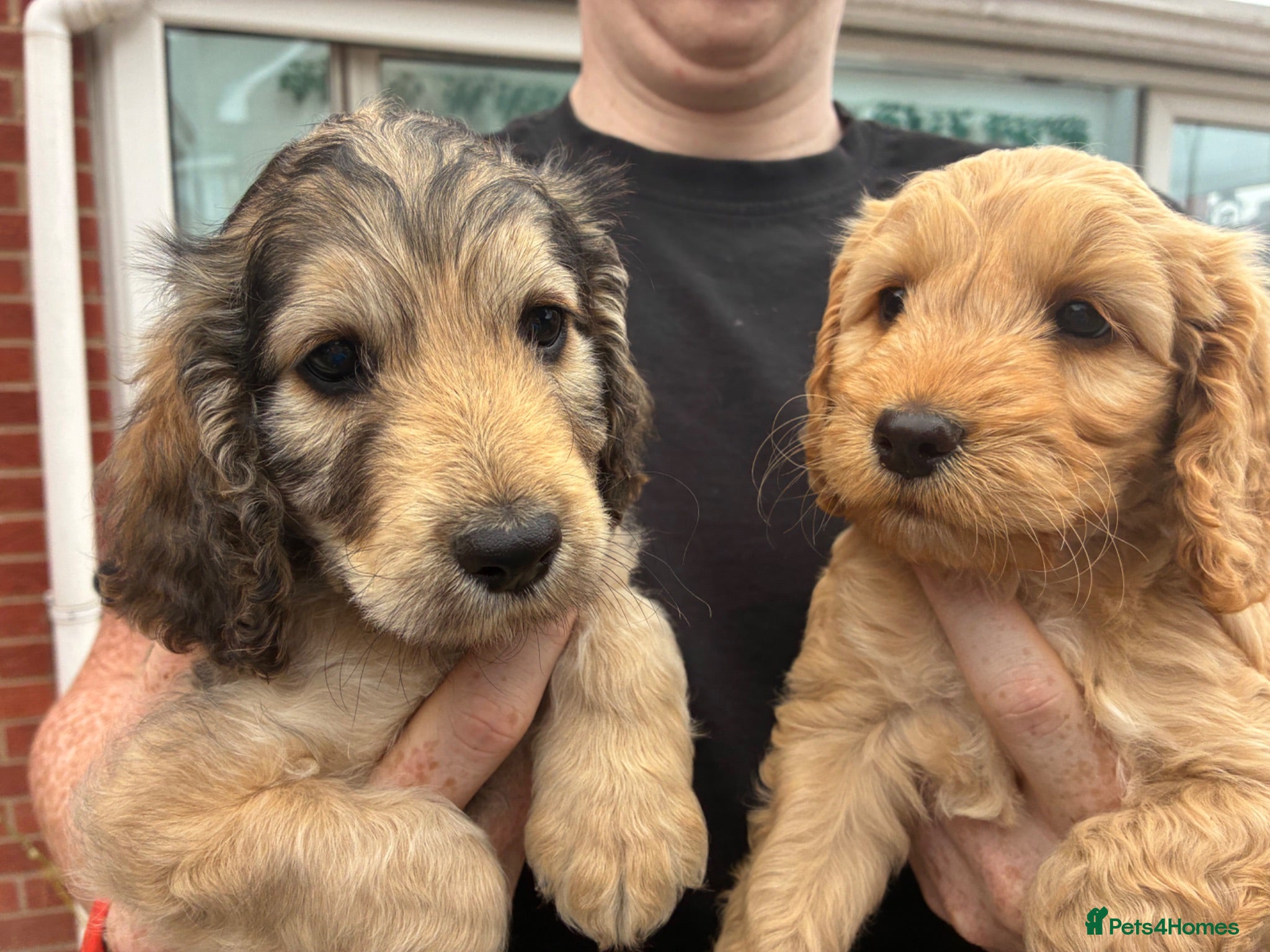Cockapoo dogs Two left!Ready Now! F1 Cockapoo puppies!!  - Advert 1
