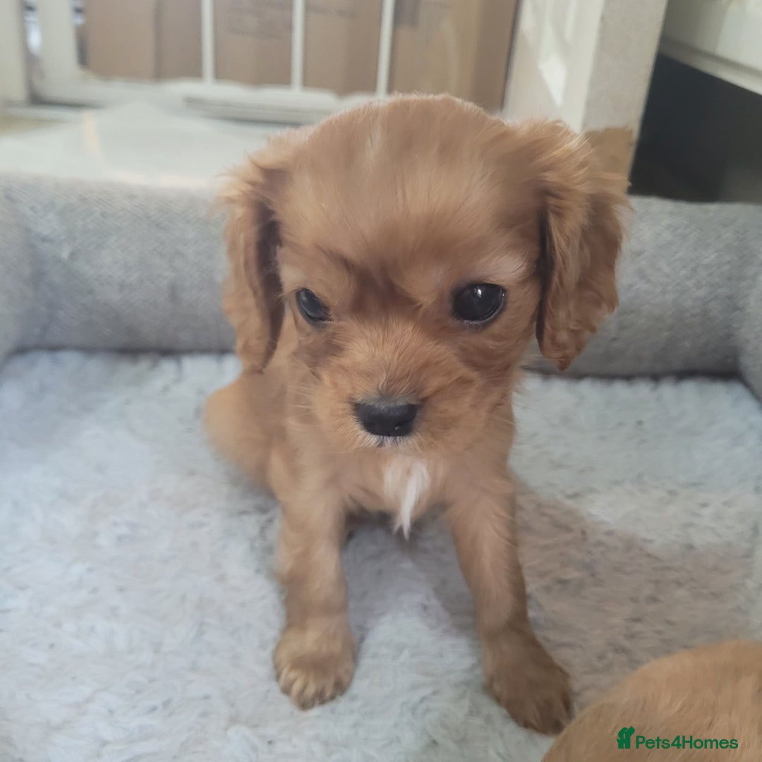 Cavalier King Charles Spaniel dogs for sale: READY NOW Cavalier king charles pups - Image 6