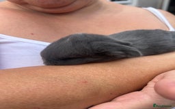 French Lop rabbits for sale: Baby french lops for sale  - Image 9