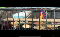 Budgerigars birds for sale: Beautiful white female budgie for rehome  - Image 3