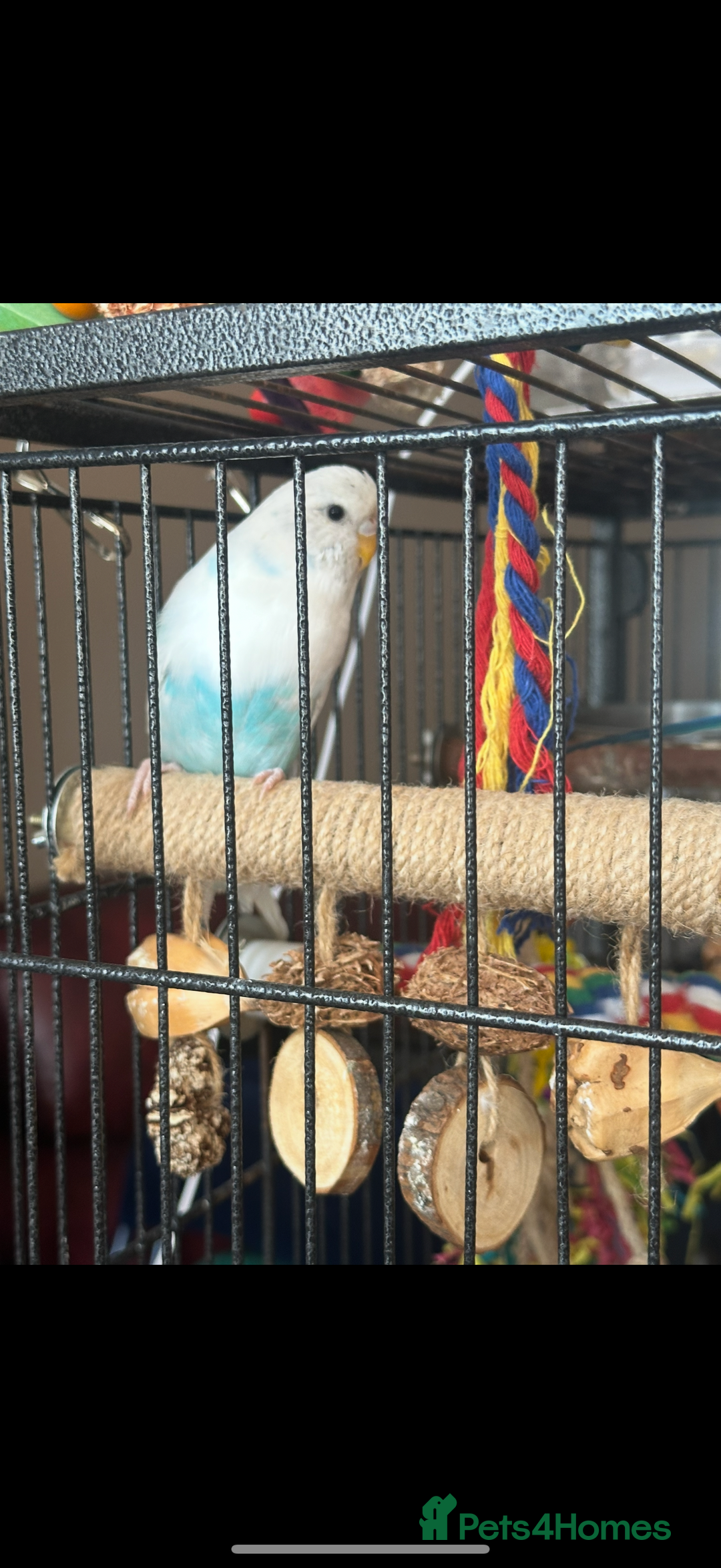 Budgerigars birds for sale: Beautiful white female budgie for rehome  - Image 3