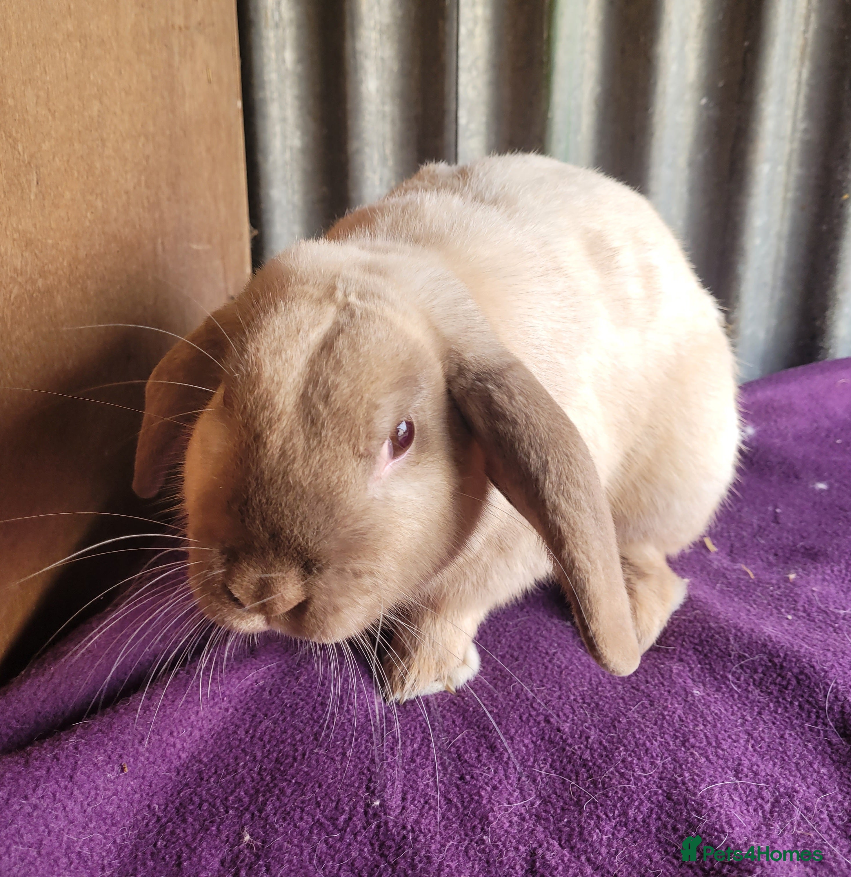 Mixed Breed rabbits 'Houdini' Belgian Hare x Lop - Advert 1