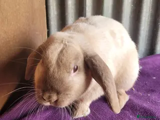 Mixed Breed rabbits 'Houdini' Belgian Hare x Lop - Advert 1