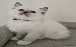 Ragdoll cats for sale: STUNNING GCCF CHAMPION SIRED KITTENS  - Image 8
