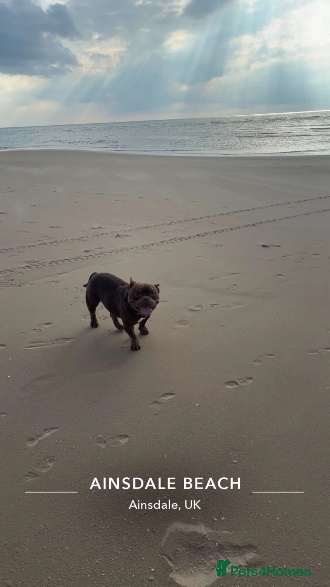 American Bully dogs for sale: Micro bulldog male  - Advert 1