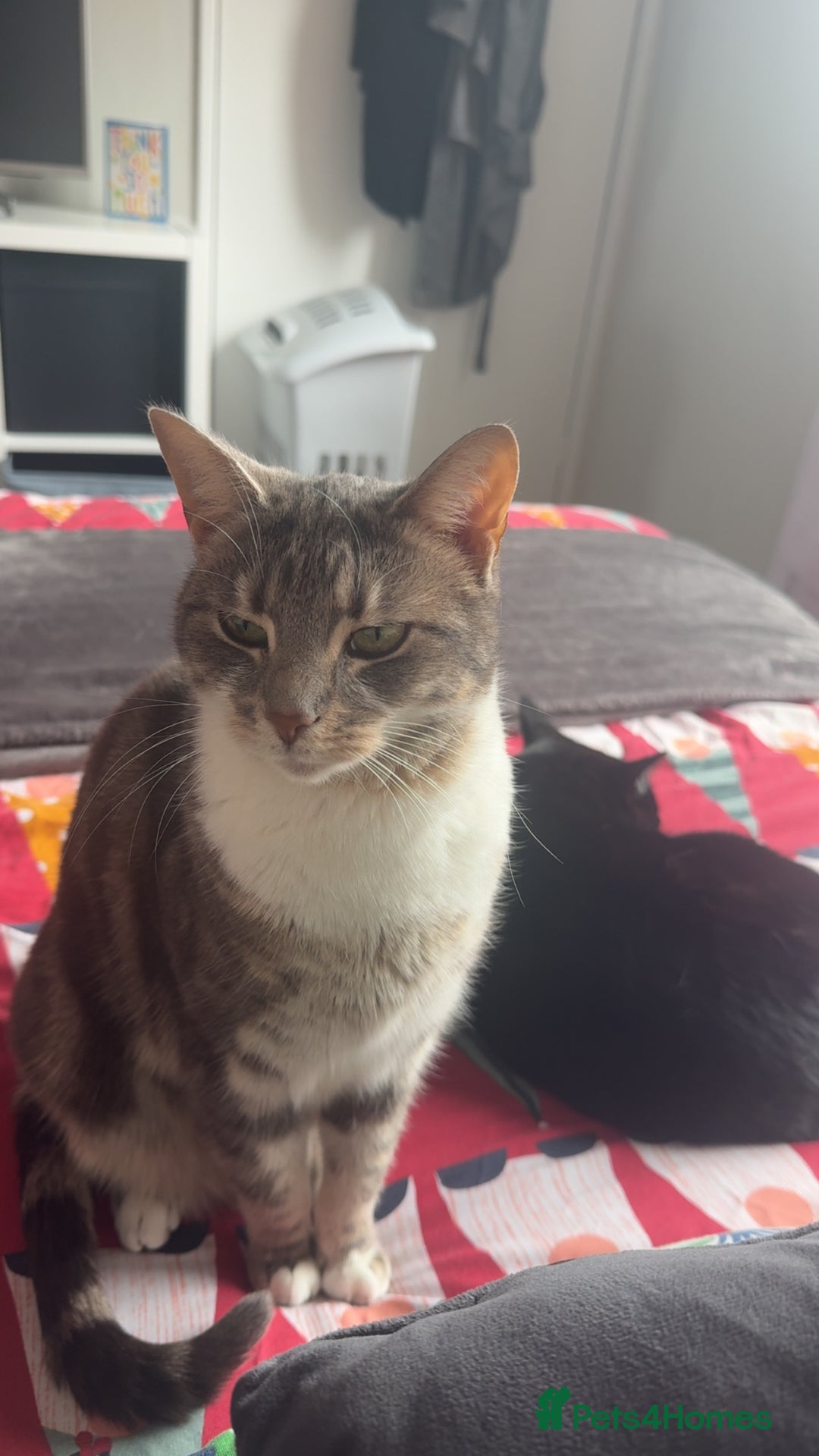 Mixed Breed cats for sale: 2 cats for rehoming  - Advert 2