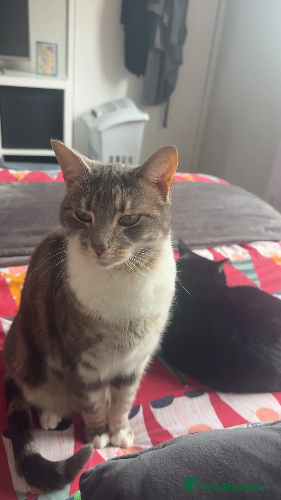 Mixed Breed cats for sale: 2 cats for rehoming  - Advert 2