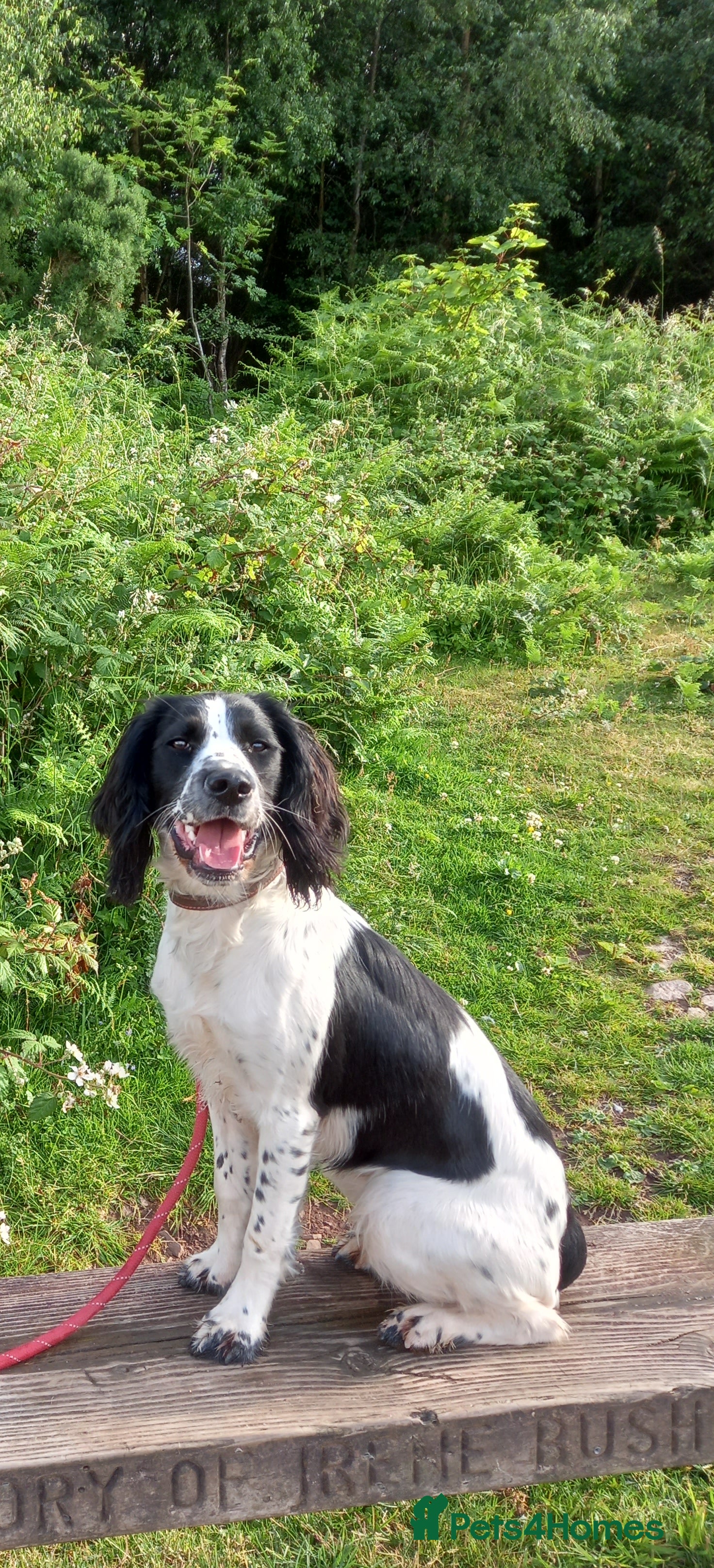 English Springer Spaniel dogs READY TO GO NOW £-850 SPRINGER SPANIEL  - Advert 1