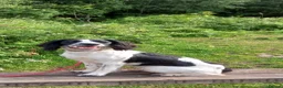 English Springer Spaniel dogs for sale: READY TO GO NOW £-850 SPRINGER SPANIEL  in Taunton - Advert 1