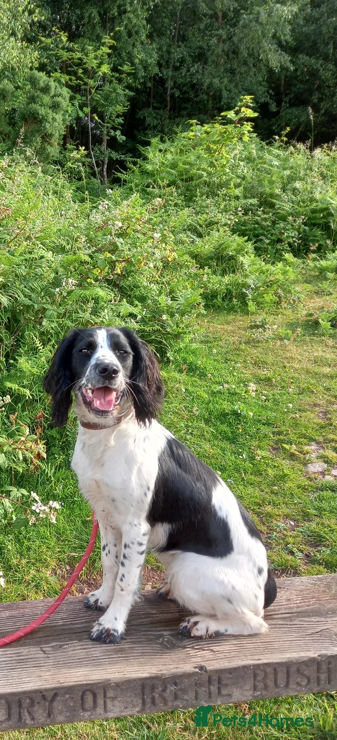 English Springer Spaniel dogs for sale: READY TO GO NOW £-850 SPRINGER SPANIEL  in Taunton - Advert 1