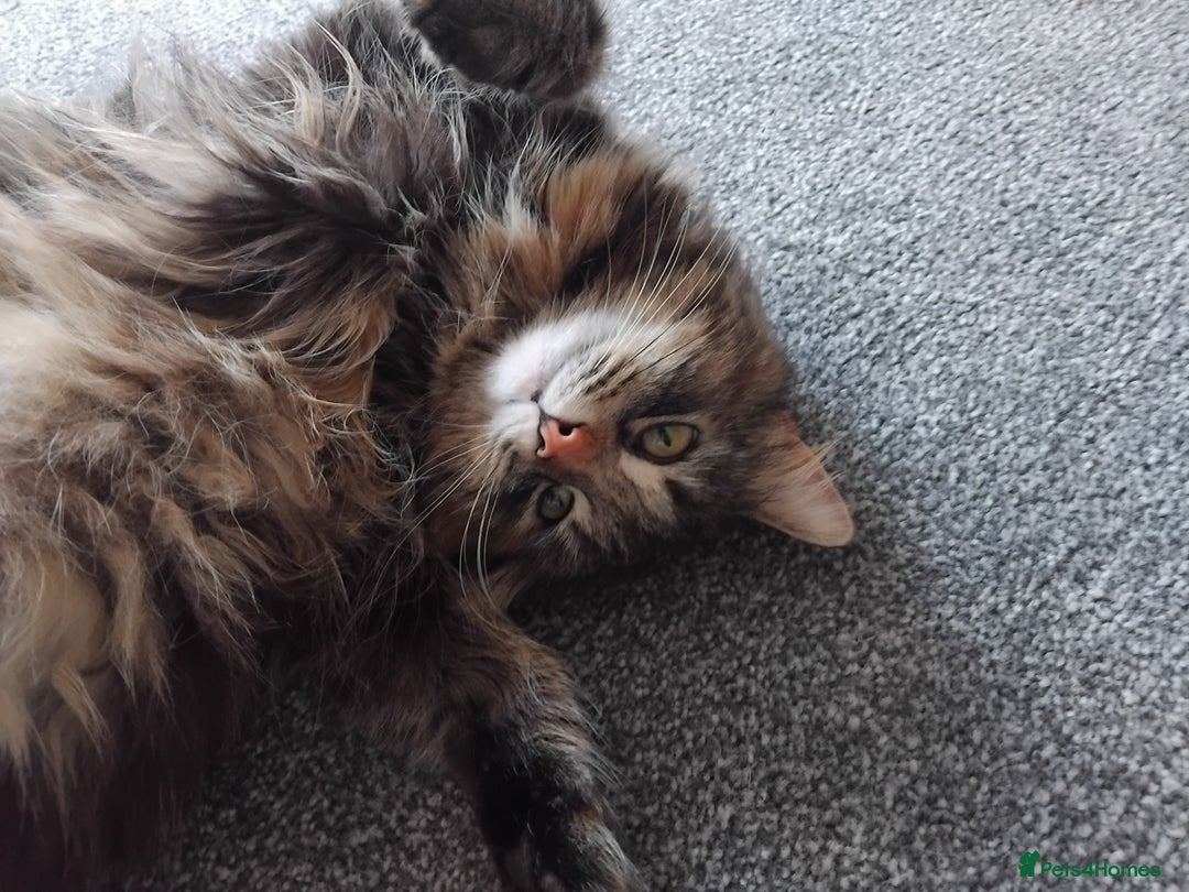 British Longhair cats for sale: Female BLH 2 years old  - Image 7
