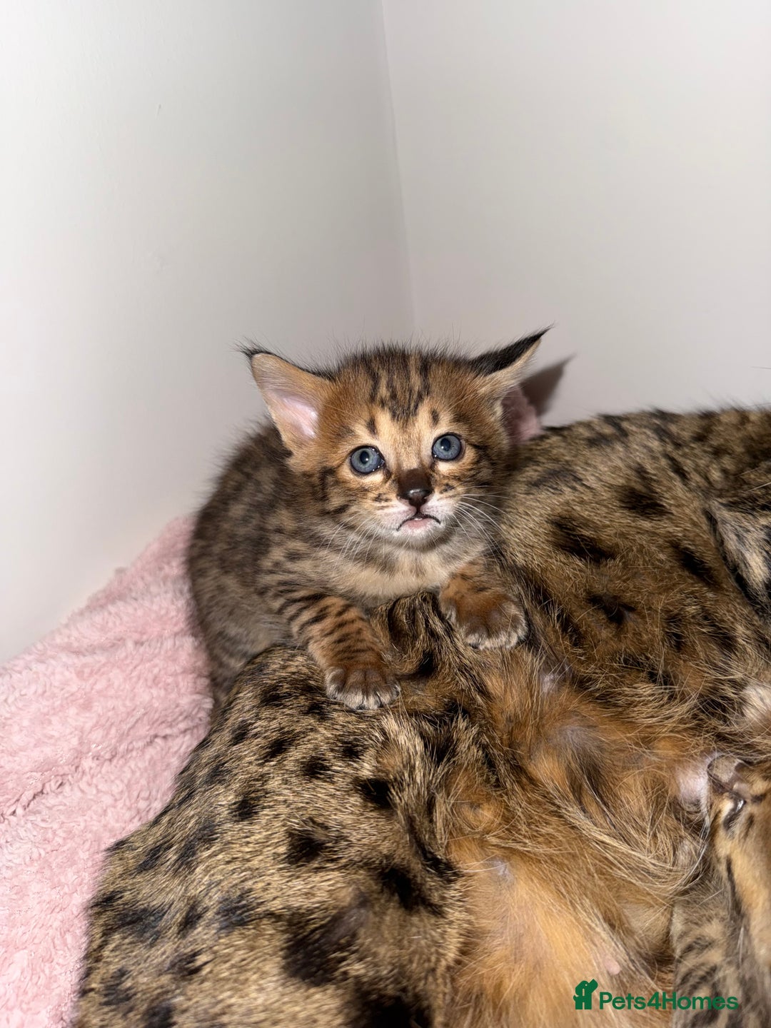 Savannah cats for sale: TICA Reg F3 Savannah Kittens HIGH PERCENTAGE - Advert 8