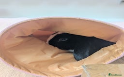 Mini Lop rabbits for sale: Mini Lop for a good home 🥰 - Image 2