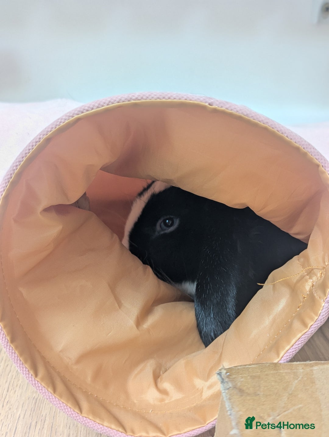 Mini Lop rabbits for sale: Mini Lop for a good home 🥰 - Image 2