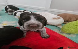 Cocker Spaniel dogs for sale: Show cocker spaniel  - Image 9