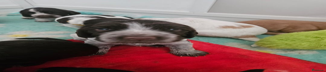Cocker Spaniel Puppy 4