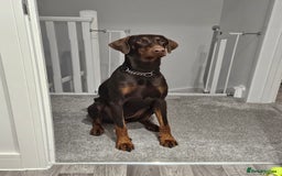 Dobermann dogs for sale: Doberman Puppies For Sale with FREE pet insurance - Image 3