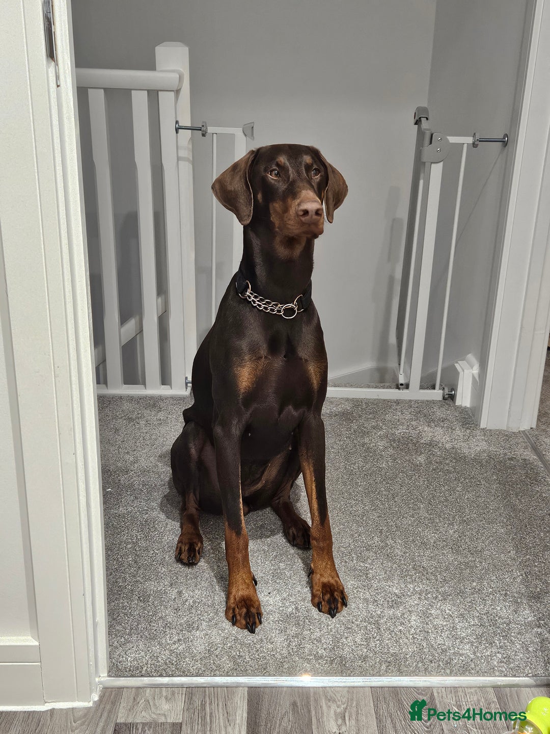Dobermann dogs for sale: Doberman Puppies For Sale with FREE pet insurance - Image 3