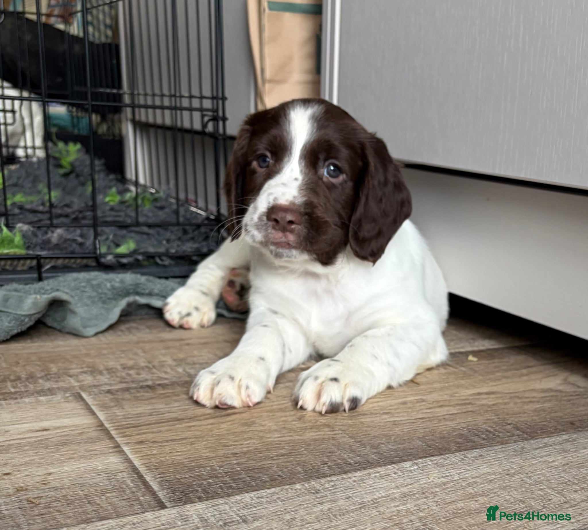 English Springer Spaniel dogs Cheeky Springer Spaniel Pups  - Advert 2