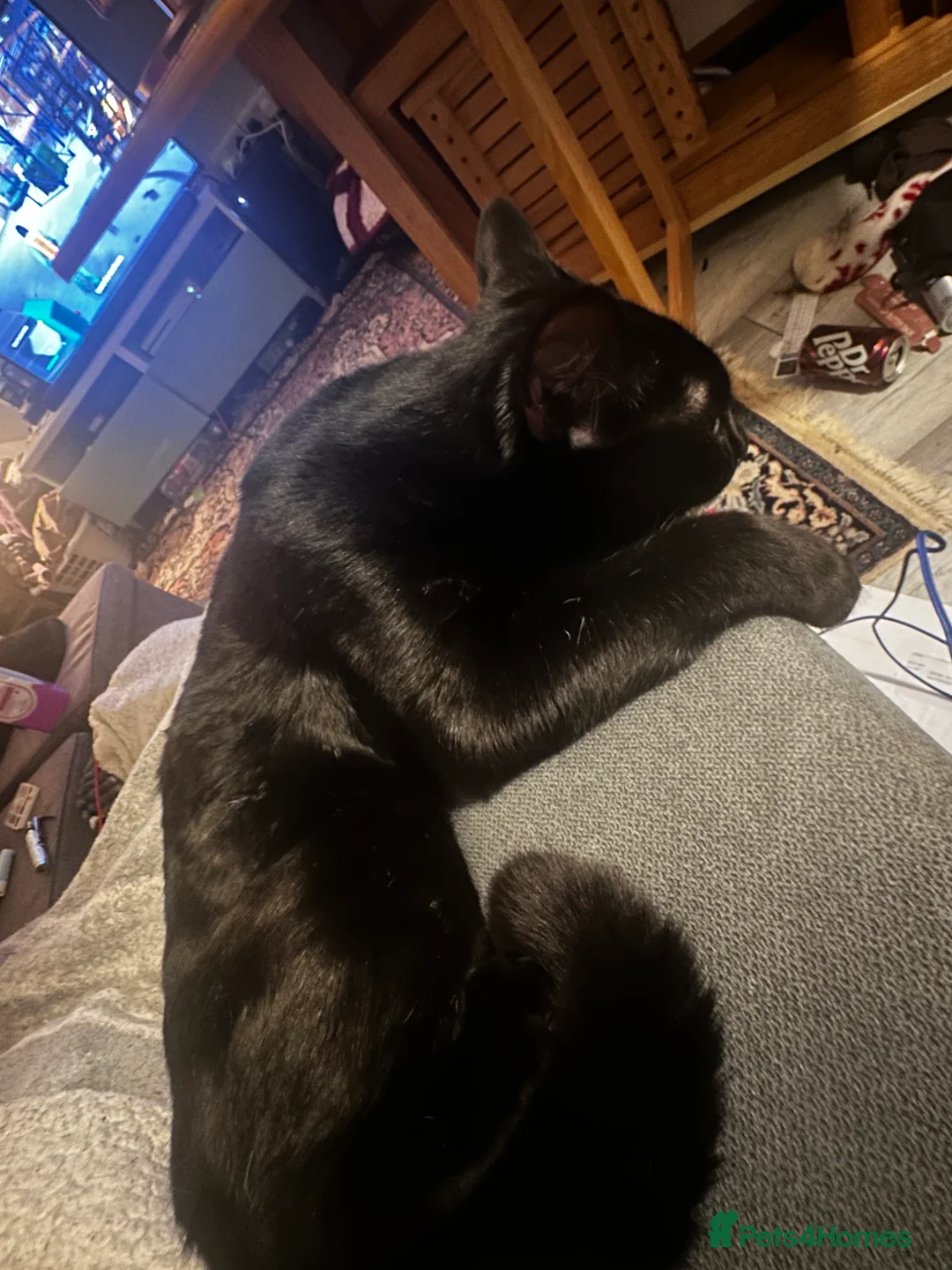 Mixed Breed cats for sale: Black cat  - Advert 9