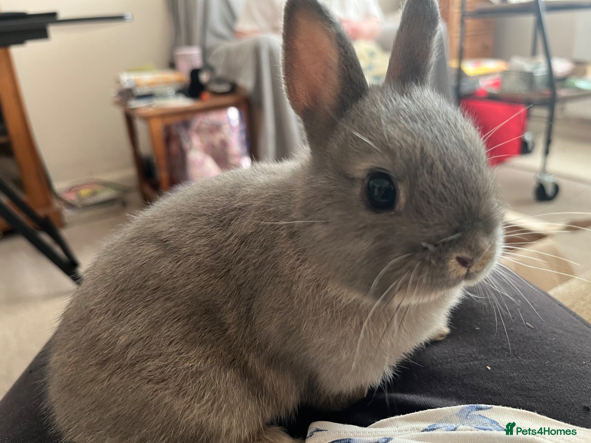 Netherland Dwarf rabbits Baby and young adult Netherland Dwarfs for sale  - Advert 1