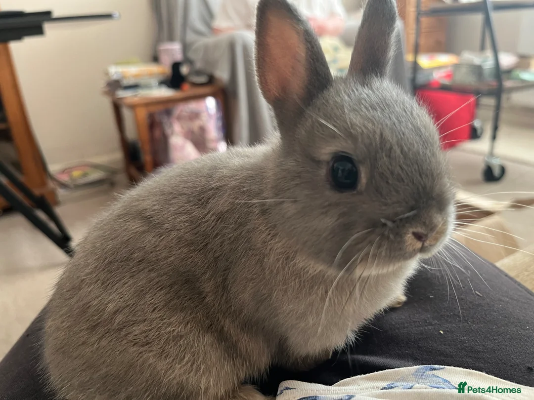Netherland Dwarf rabbits for sale:  Stunning Baby Nethie for sale  - Advert 1