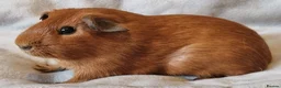 Guinea Pig rodents for sale: Adoption - Bonded Pair Boar(Boy) Guinea Pigs - Advert 5