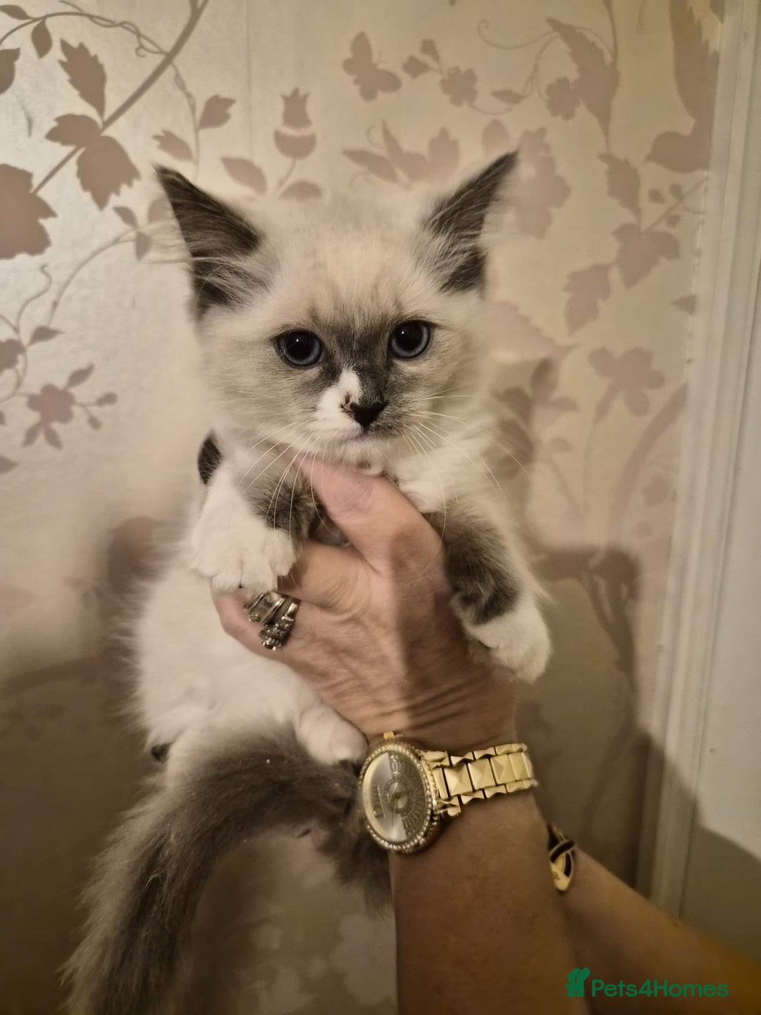 Ragdoll cats for sale: Beautiful purebreed Ragdoll kittens - Advert 20