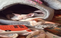 Sphynx cats for sale: Sphynx girls beautiful loving babies - Image 14