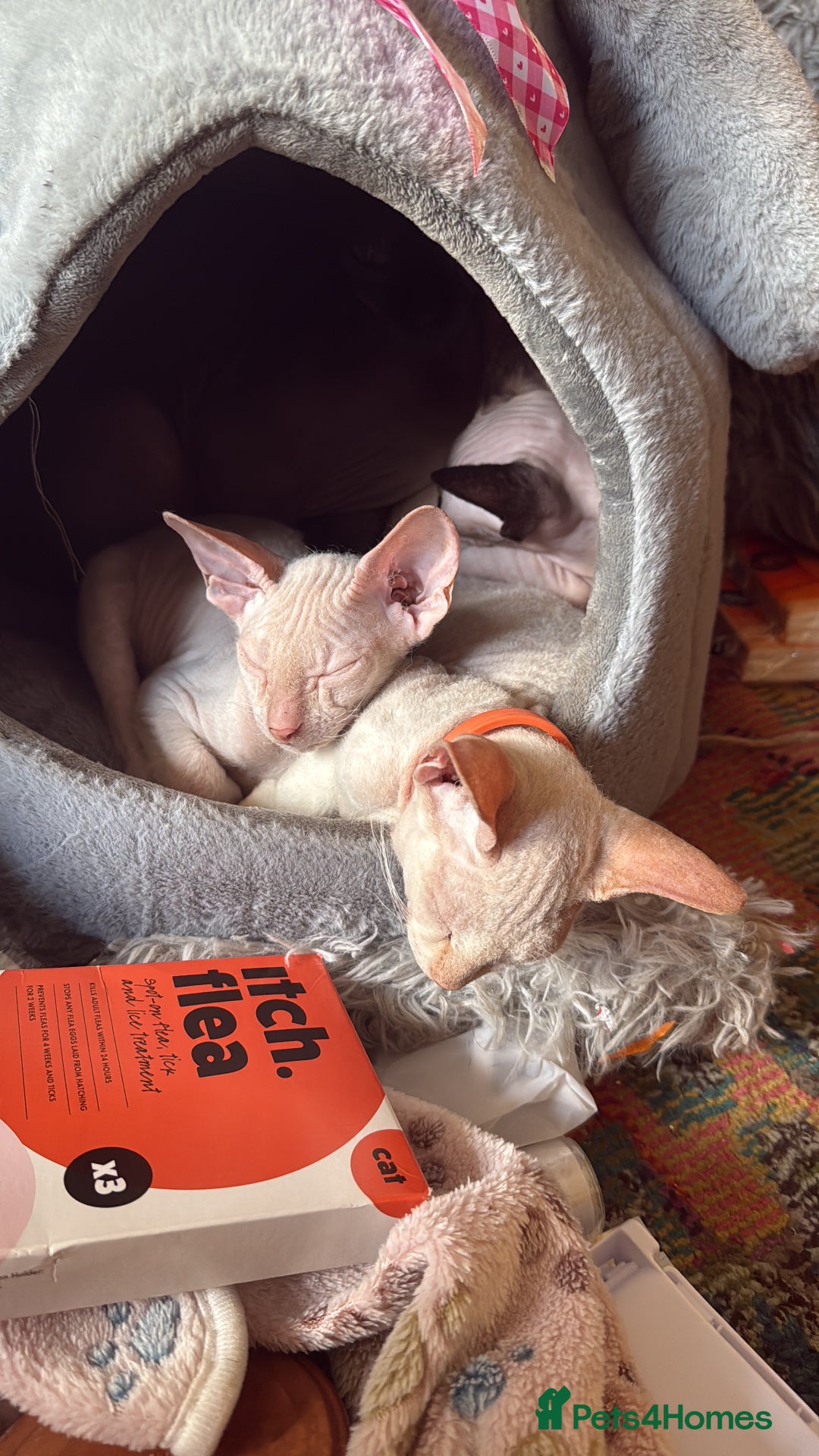 Sphynx cats for sale: Sphynx girls beautiful loving babies - Image 14