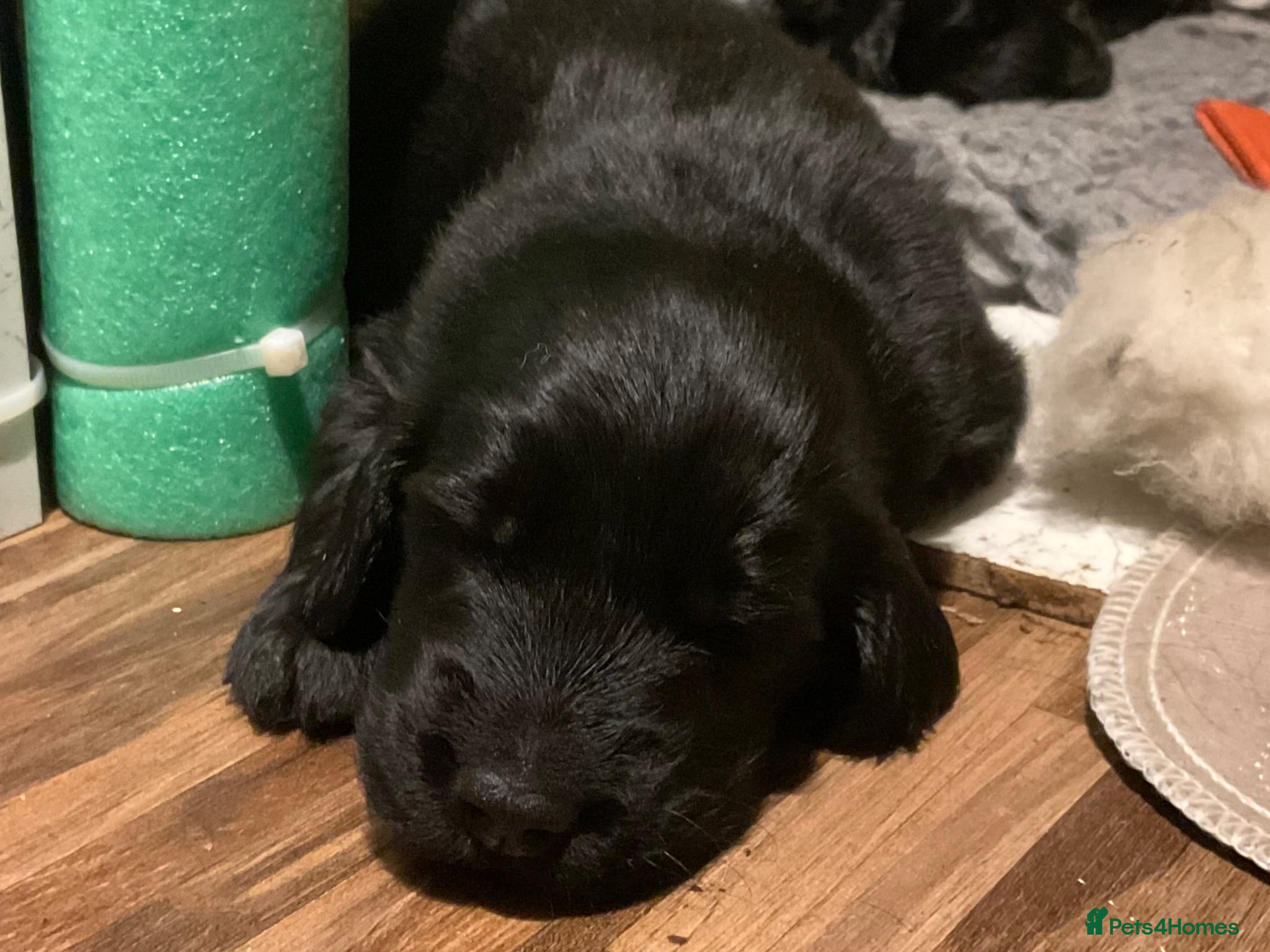 Flat coated Retriever dogs KC Registered Flatcoated Retriever Puppies - Advert 3