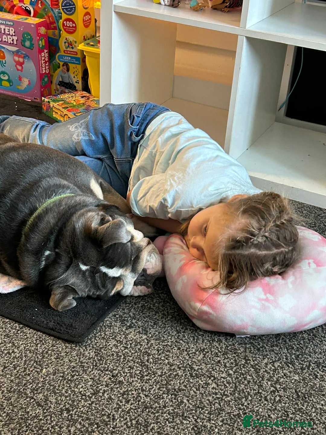 English Bulldog dogs for sale: English bulldog bitch - Advert 3