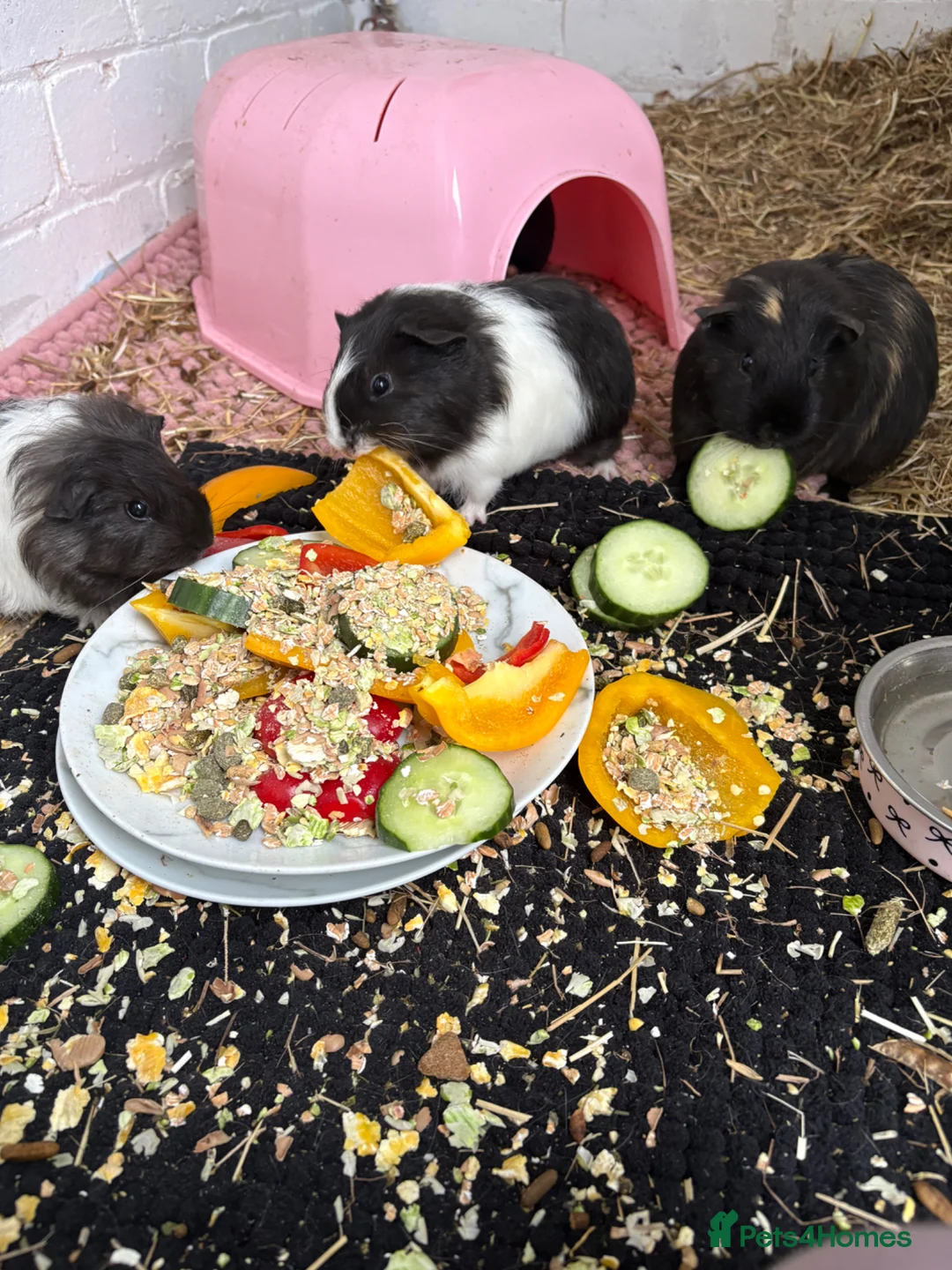 Guinea Pig rodents for sale: Four female guinea pigs  in Bishop Auckland - Advert 1