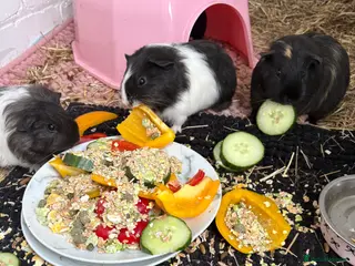 Guinea Pig rodents Four female guinea pigs - Advert 1