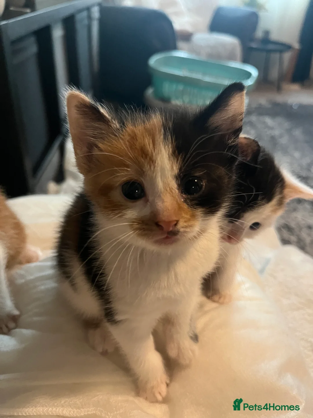 Mixed Breed cats for sale: 4 beautiful munchkin x kittens ready in 3/4 weeks  - Advert 4