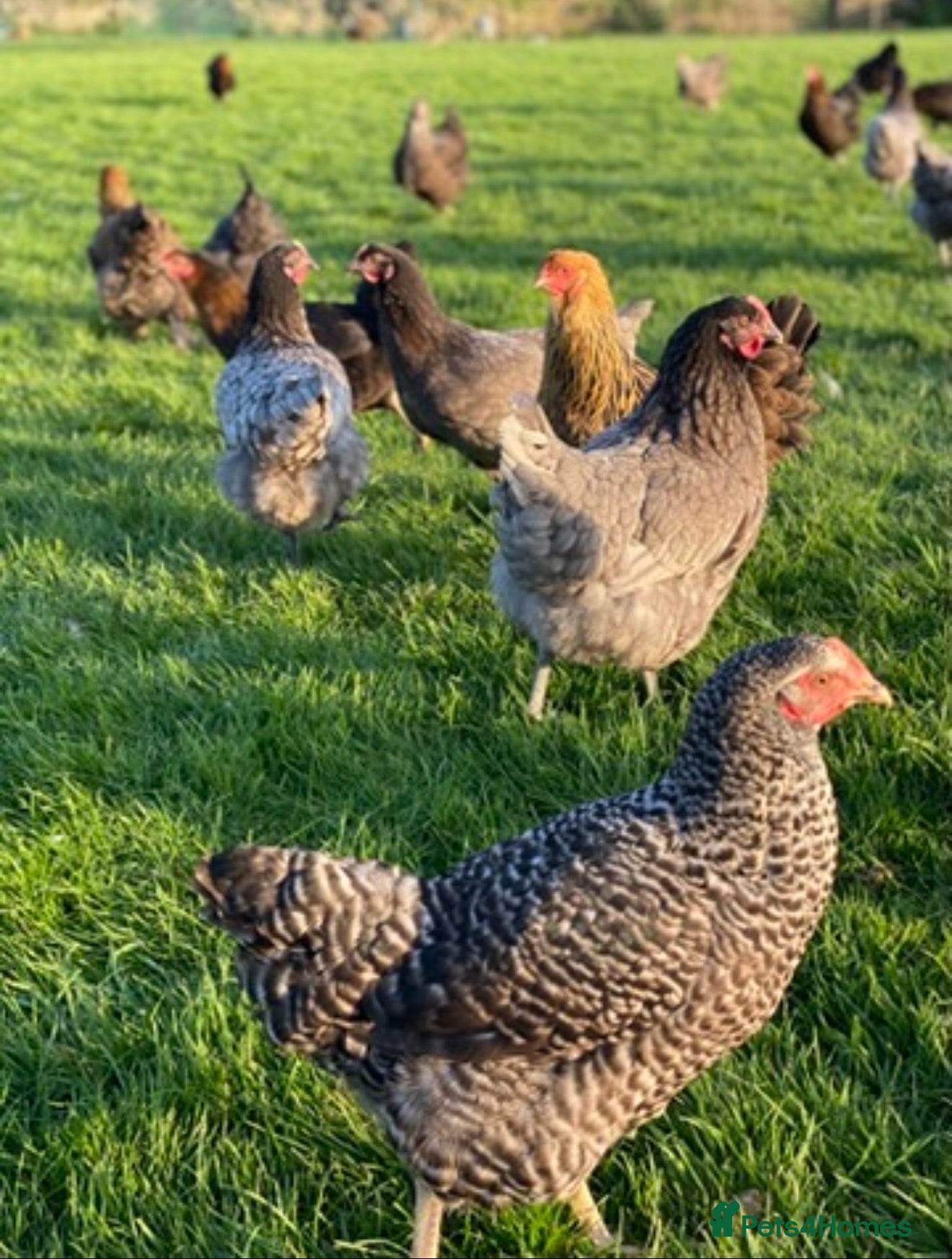 Chickens poultry Free range point of lay hens available 🧡 - Advert 21
